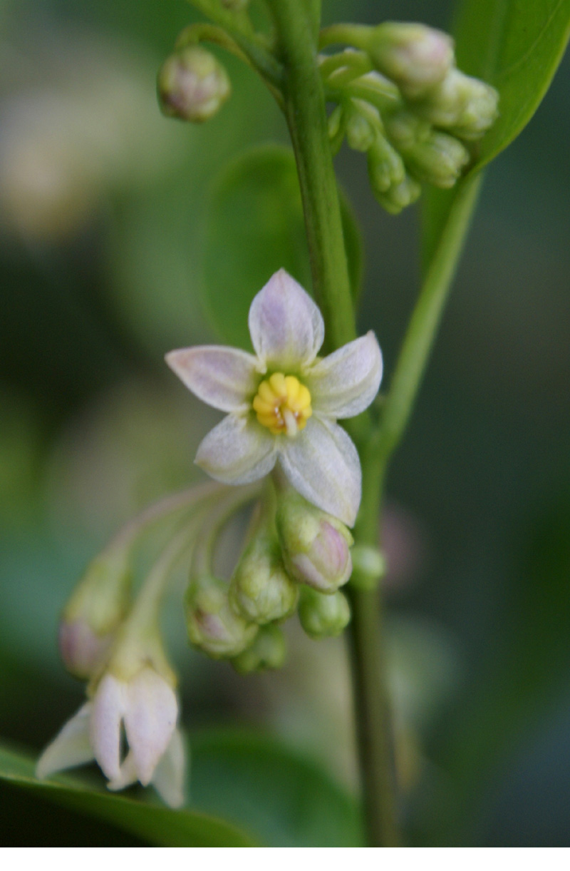 /wp-content/uploads/2020/10/Solanum-diphyllum-Herbal-gdn-Delhi-2.jpg