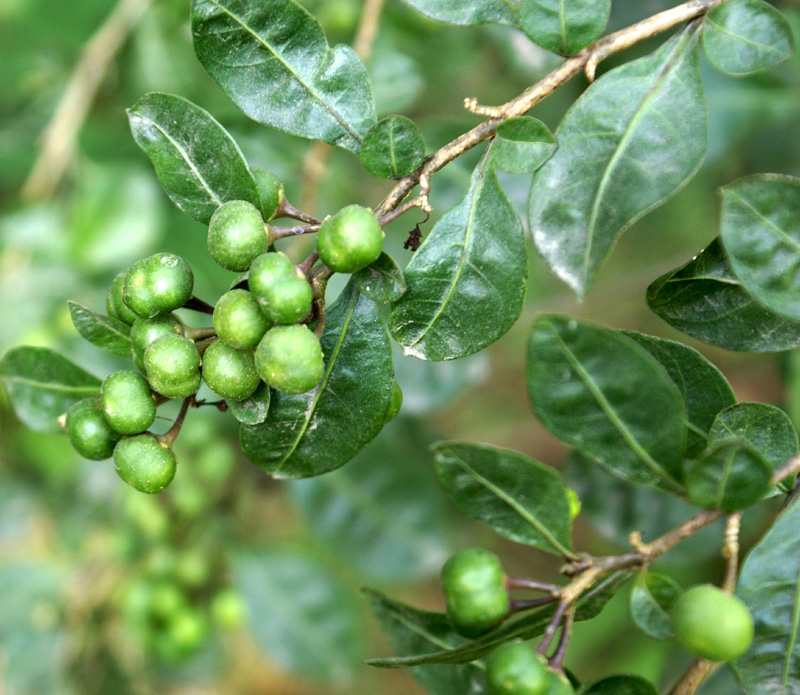 /wp-content/uploads/2020/10/Solanum-diphylum-Herbal-gdn-Delhi-3.jpg