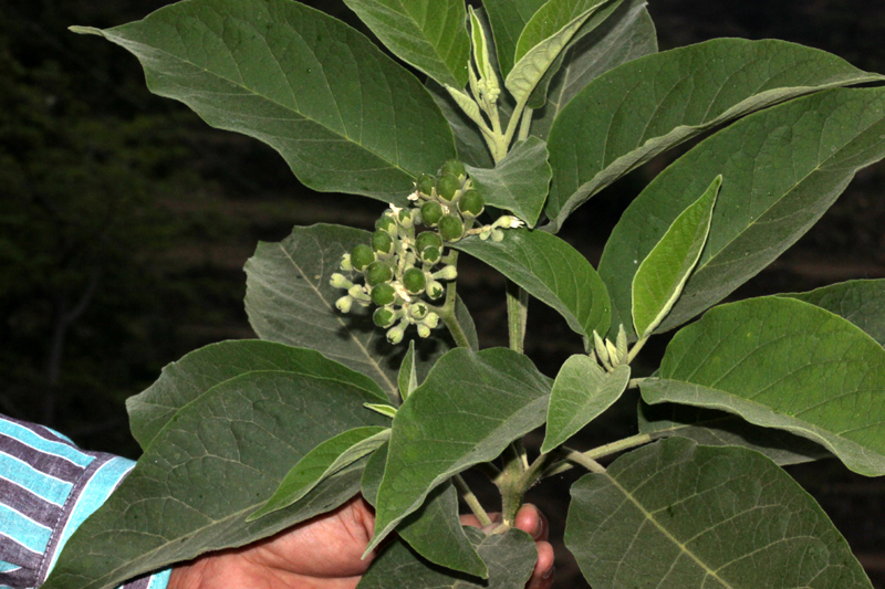 /wp-content/uploads/2020/10/Solanum-erianthum-Ratura-IMG_3906.jpg