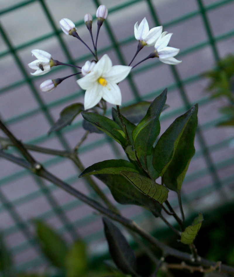 /wp-content/uploads/2020/10/Solanum-jasminoides-Manali-2.jpg