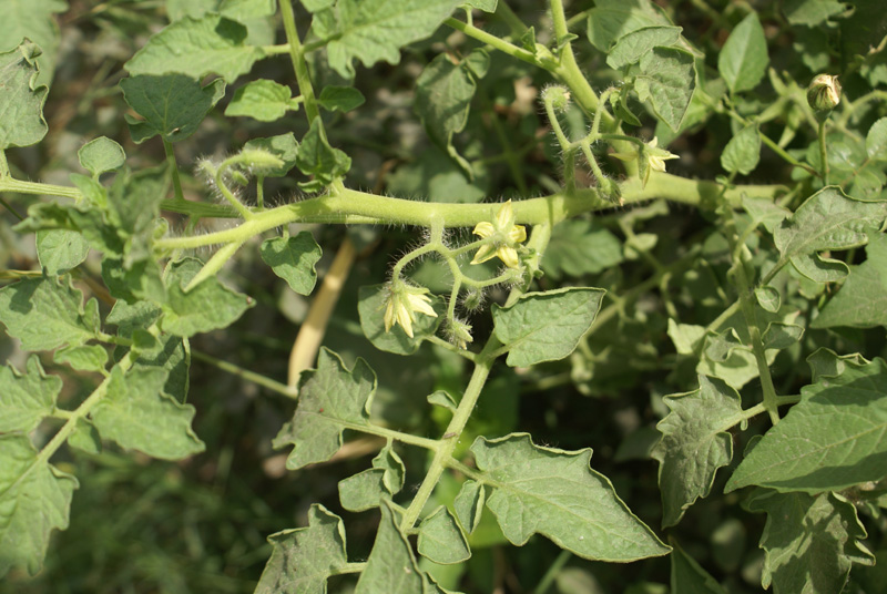 /wp-content/uploads/2020/10/Solanum-lycopersicum-Delhi-1.jpg