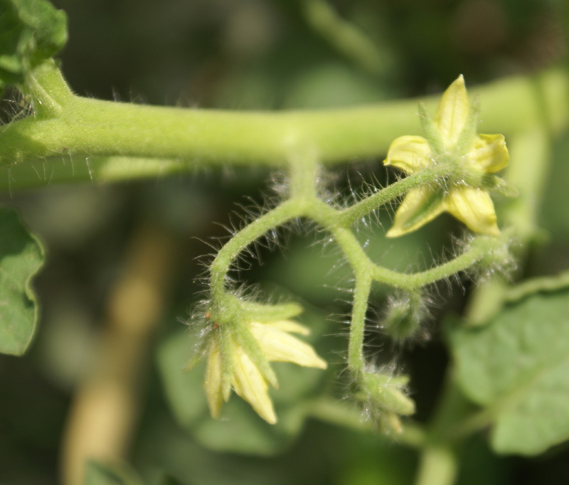 /wp-content/uploads/2020/10/Solanum-lycopersicum-Delhi-2-5.jpg