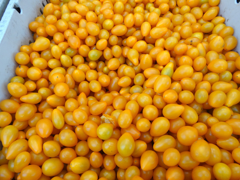 /wp-content/uploads/2020/10/Solanum-lycopersicum-Yellow%20Pear%20Tomato-Farmers%20Market%20Sunnyvale-DSC01290.jpg
