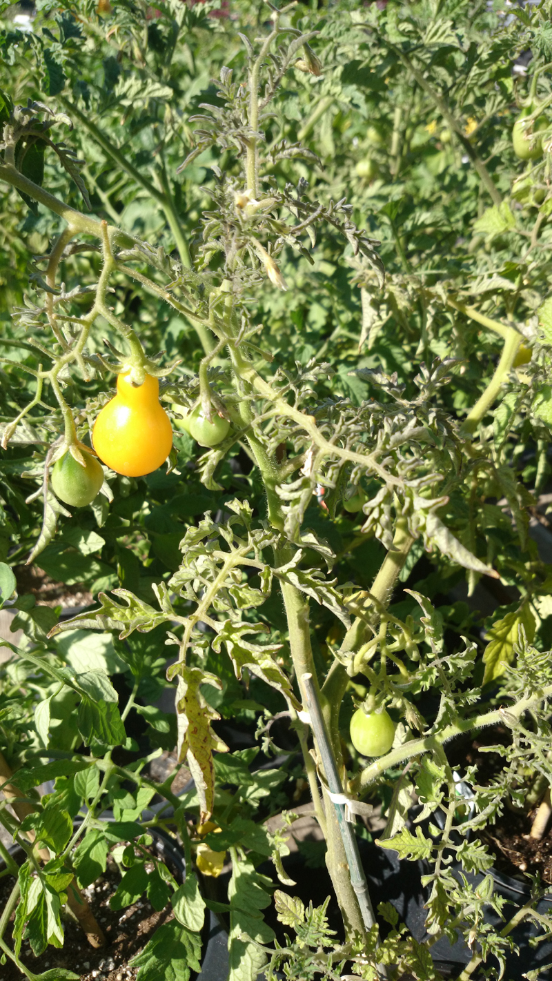 /wp-content/uploads/2020/10/Solanum-lycopersicum-Yellow%20Pear%20Tomato-Summerwinds%20Nursery%20Sunnyvale-DSC_0706.jpg