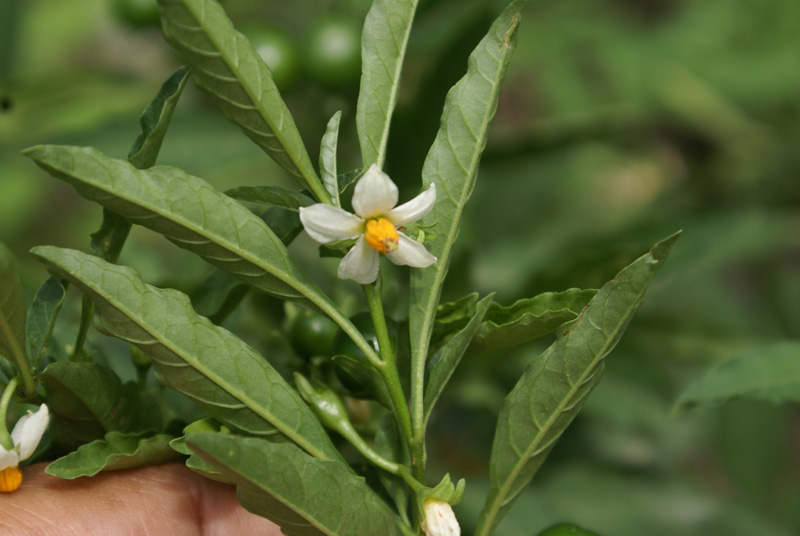 /wp-content/uploads/2020/10/Solanum-pseudocapsicum-Kashmir-a-8.jpg
