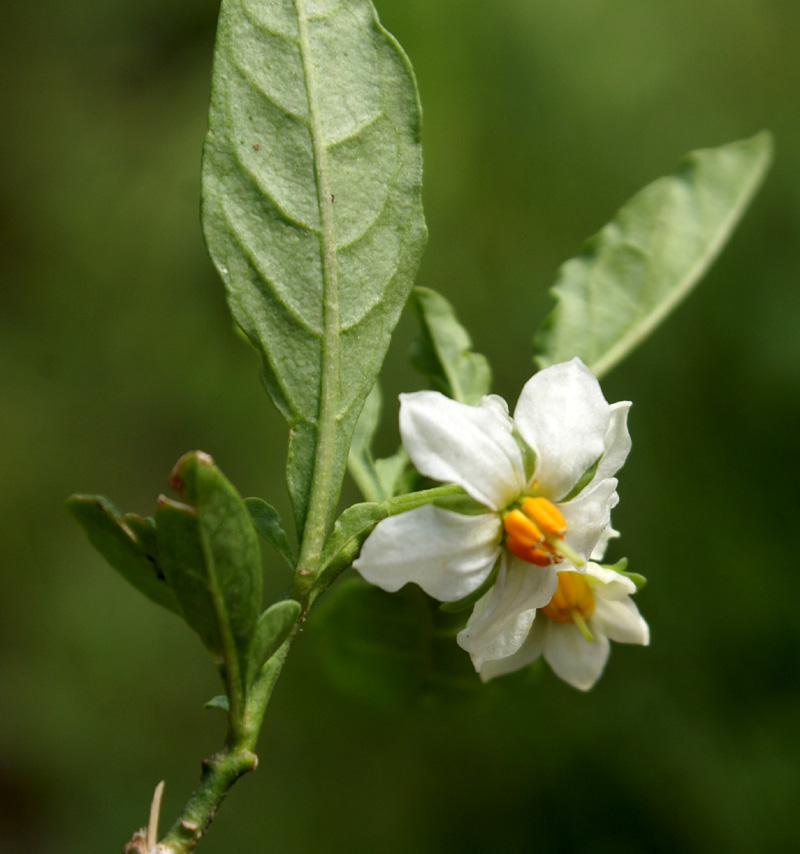 /wp-content/uploads/2020/10/Solanum-pseudocapsicum-Kashmir-b.jpg