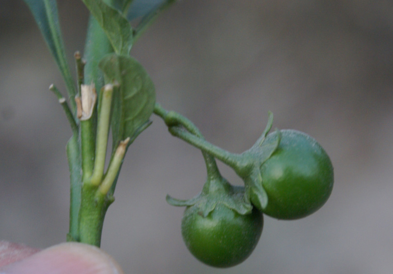 /wp-content/uploads/2020/10/Solanum-pseudocapsicum-Mandi-2-7.jpg