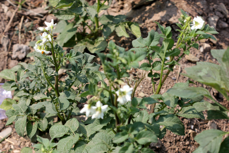 /wp-content/uploads/2020/10/Solanum-tuberosum-Srinagar-IMG_3995.jpg
