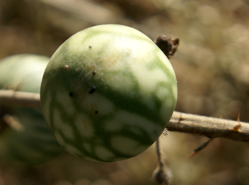 /wp-content/uploads/2020/10/Solanum-viarum-Kullu-1.jpg