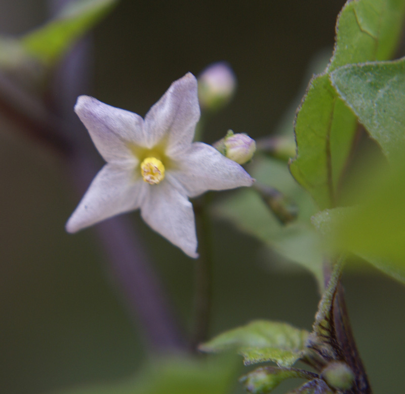 /wp-content/uploads/2020/10/Solanum-villosum-Delhi-b.jpg