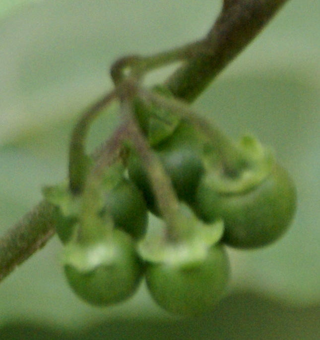 /wp-content/uploads/2020/10/Solanum-villosum-Delhi-e.jpg