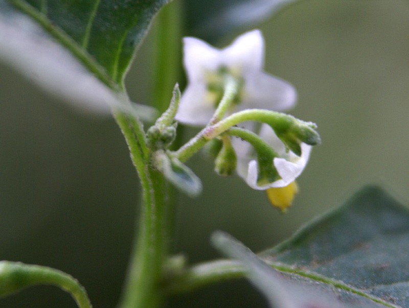 /wp-content/uploads/2020/10/Solanum-villosum-Khalsa-Delhi-1-5.jpg
