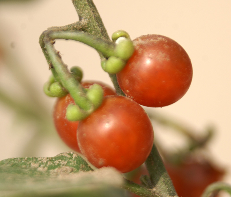 /wp-content/uploads/2020/10/Solanum-villosum-Khalsa-Delhi-4.jpg