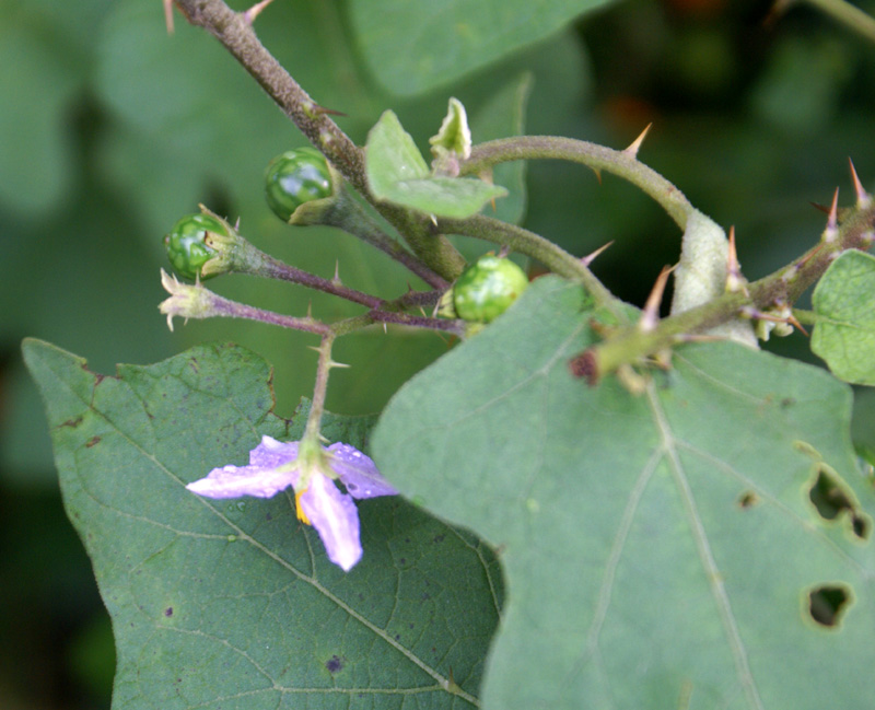 /wp-content/uploads/2020/10/Solanum-violaceum-Dakpathar-3.jpg