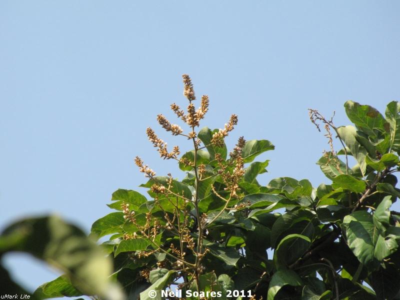 /wp-content/uploads/2020/10/Spatholobus%20parviflora-Butea%20parviflora-Palas-vel%20flowering%203.jpg