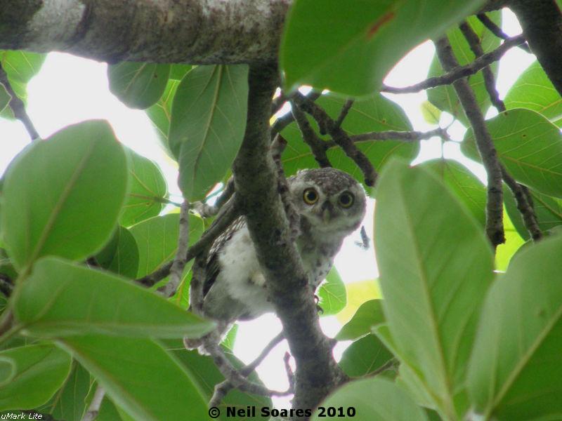 /wp-content/uploads/2020/10/Spotted%20Owlet.jpg