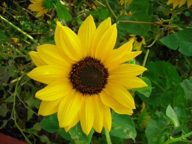 /wp-content/uploads/2020/10/Sunflower%2012.jpg