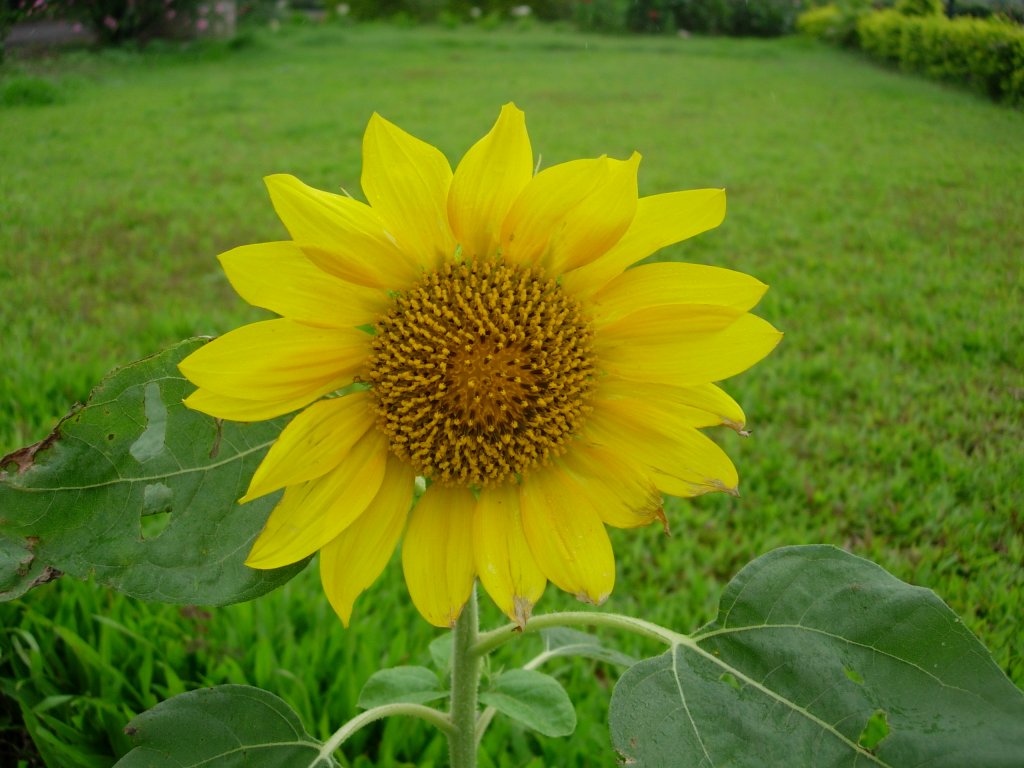 /wp-content/uploads/2020/10/Sunflower-Helianthus%20annuus-Nasik-DSCN4204-2.JPG