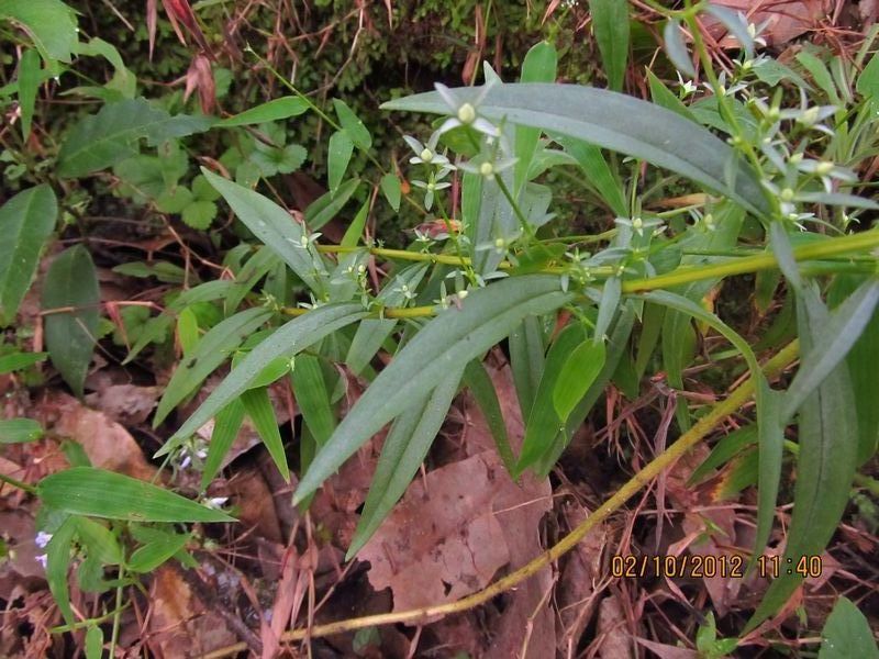 /wp-content/uploads/2020/10/Swertia%20angustifolia-5.JPG