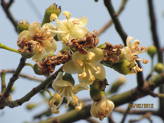 Kapok' - The white silk cotton tree - Star of Mysore