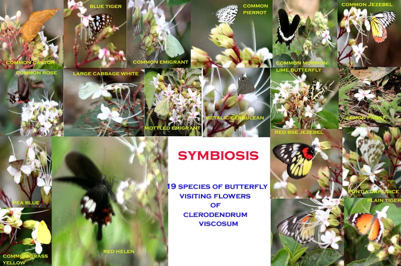 /wp-content/uploads/2020/10/Symbiosis%20-Special-Clerodendrum%20Viscosum.jpg