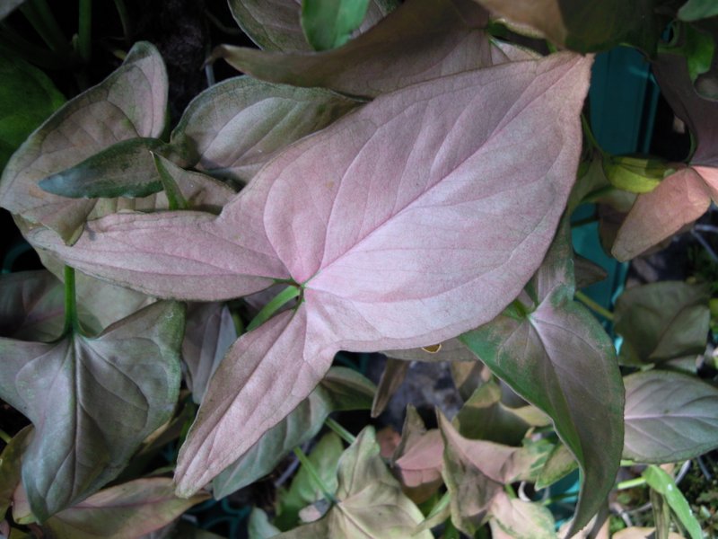 /wp-content/uploads/2020/10/Syngonium%20podophyllum-Araceae-Flower%20Show-Jijamata%20Udyan-Mumbai-DSCN0980.JPG