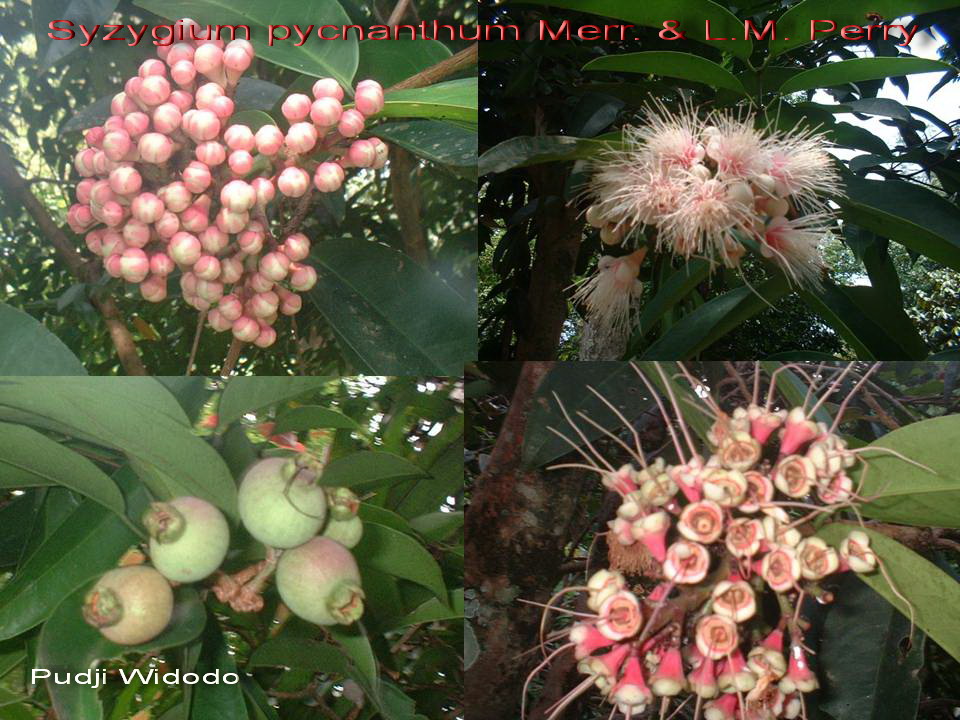 /wp-content/uploads/2020/10/Syzygium_pycnanthum1.jpg