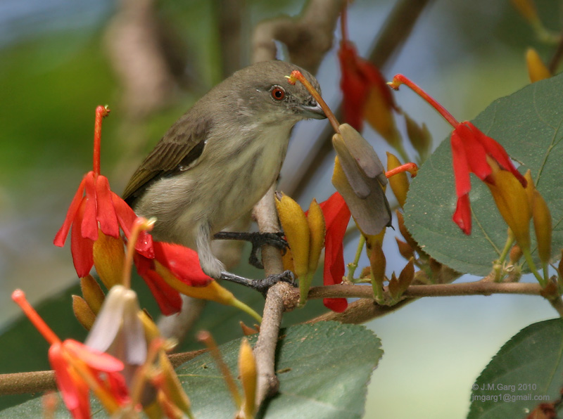 /wp-content/uploads/2020/10/Thick-billed%20Flowerpecker%20-Dicaeum%20agile-%20on%20Helicteres%20isora%20I2%20IMG_1379.jpg
