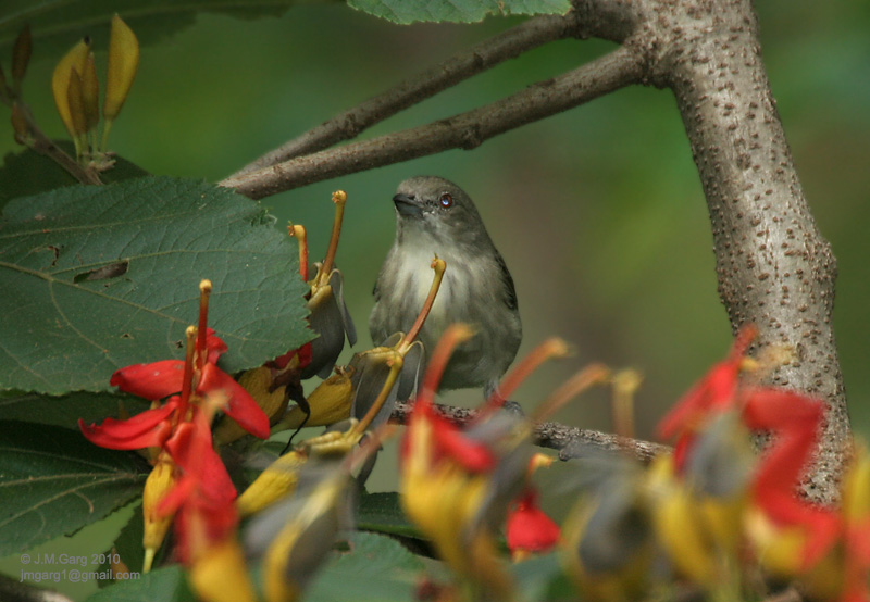 /wp-content/uploads/2020/10/Thick-billed%20Flowerpecker%20-Dicaeum%20agile-%20on%20Helicteres%20isora%20I2%20IMG_1383.jpg