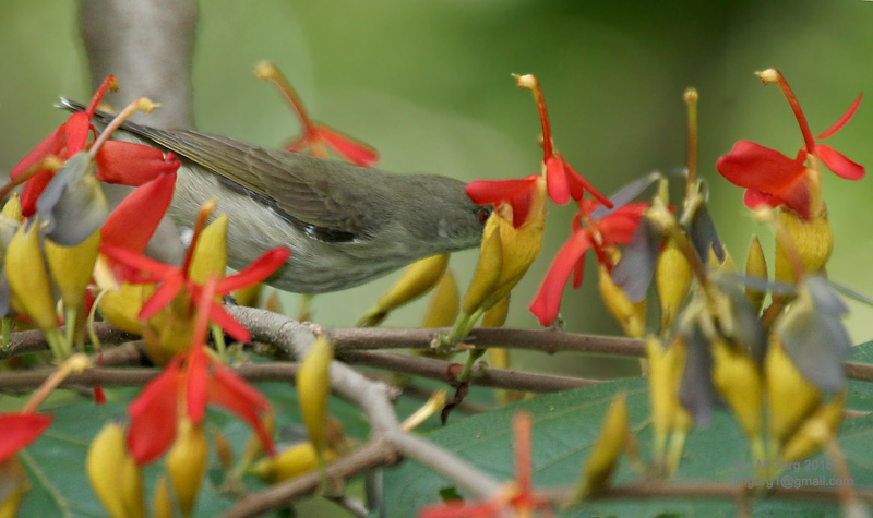 /wp-content/uploads/2020/10/Thick-billed%20Flowerpecker%20-Dicaeum%20agile-%20on%20Helicteres%20isora%20I2%20IMG_1389.jpg