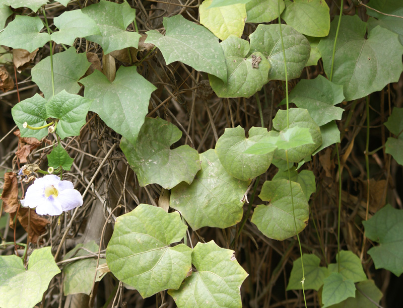 /wp-content/uploads/2020/10/Thunbergia-grandiflora-DU-Delhi-1-5.jpg
