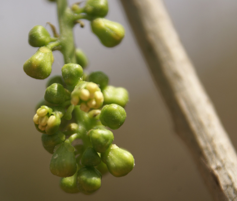 /wp-content/uploads/2020/10/Tinospora-cordifolia-Male-22-3-Delhi-2.jpg