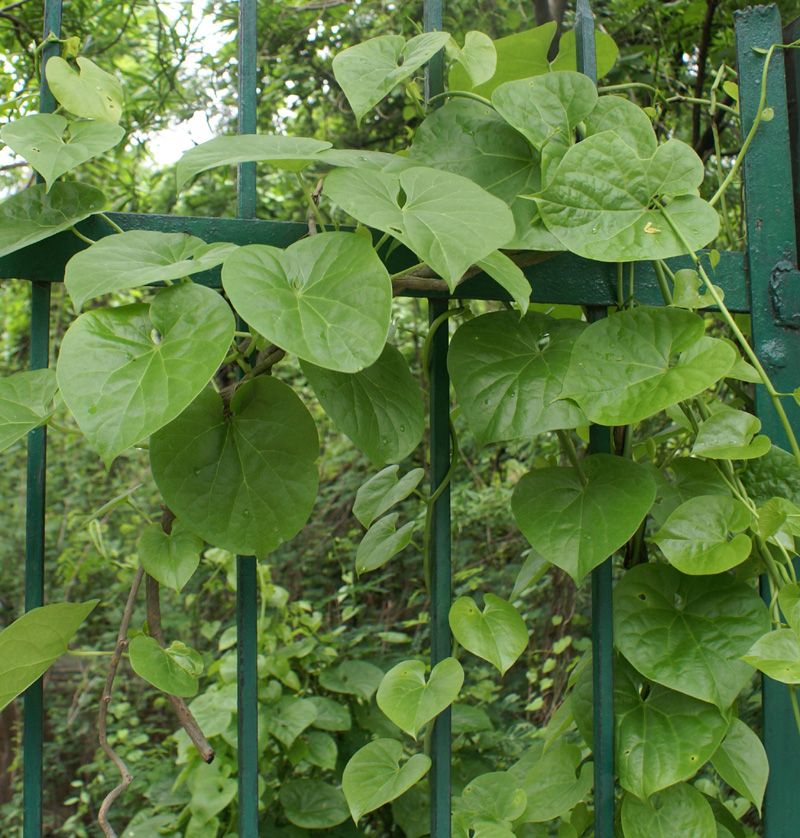 /wp-content/uploads/2020/10/Tinospora-cordifolia-Veg-17-8-Delhi-1a.jpg