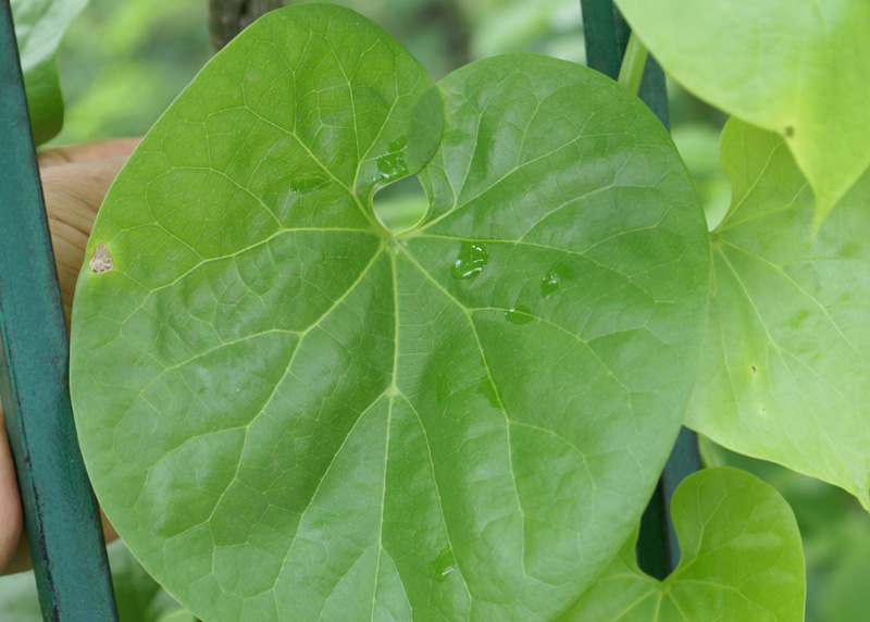 /wp-content/uploads/2020/10/Tinospora-cordifolia-Veg-18-7-Delhi-1.jpg