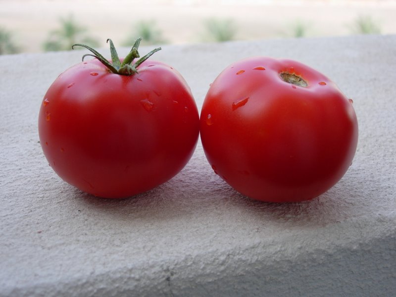 /wp-content/uploads/2020/10/Tomatoes-garden-gallery-DSCN3634.JPG