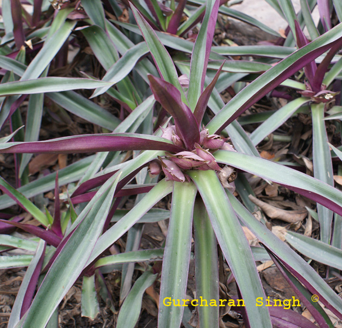 /wp-content/uploads/2020/10/Tradescantia-spathacea-a.jpg
