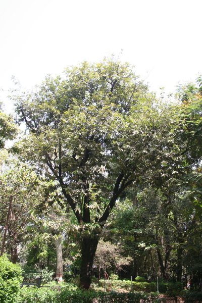 /wp-content/uploads/2020/10/Tree%20of%20Diospyros%20philippensis_1.JPG
