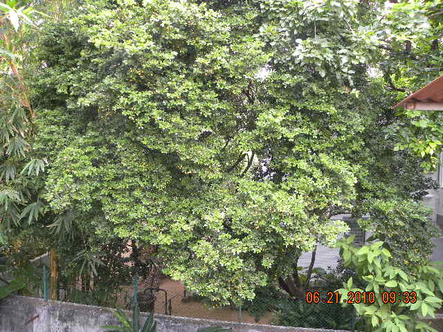 /wp-content/uploads/2020/10/Tree%20of%20Life%20and%20M.lutea-21-06-10%20020.jpg
