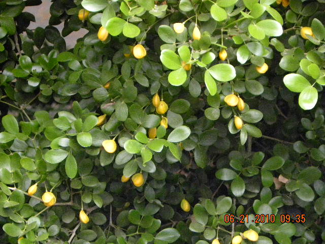 /wp-content/uploads/2020/10/Tree%20of%20Life%20and%20M.lutea-21-06-10%20024.jpg