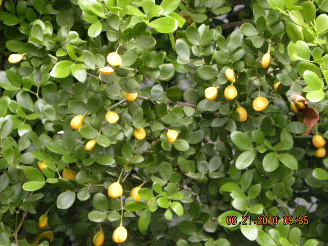 /wp-content/uploads/2020/10/Tree%20of%20Life%20and%20M.lutea-21-06-10%20025.jpg