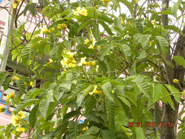 /wp-content/uploads/2020/10/Tree%20of%20Life%20and%20M.lutea-21-06-10%20047.jpg