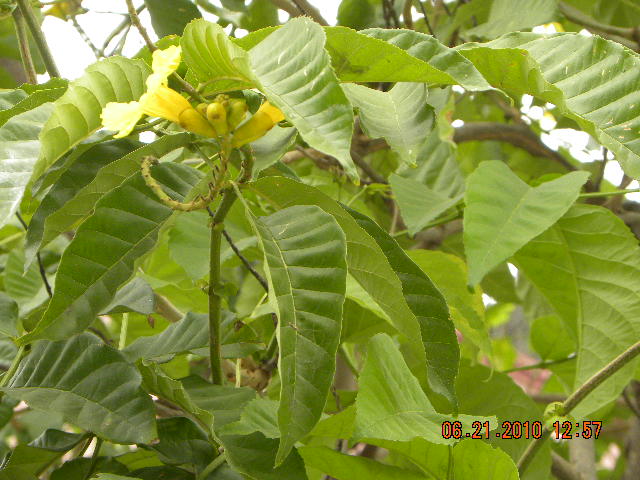 /wp-content/uploads/2020/10/Tree%20of%20Life%20and%20M.lutea-21-06-10%20049.jpg