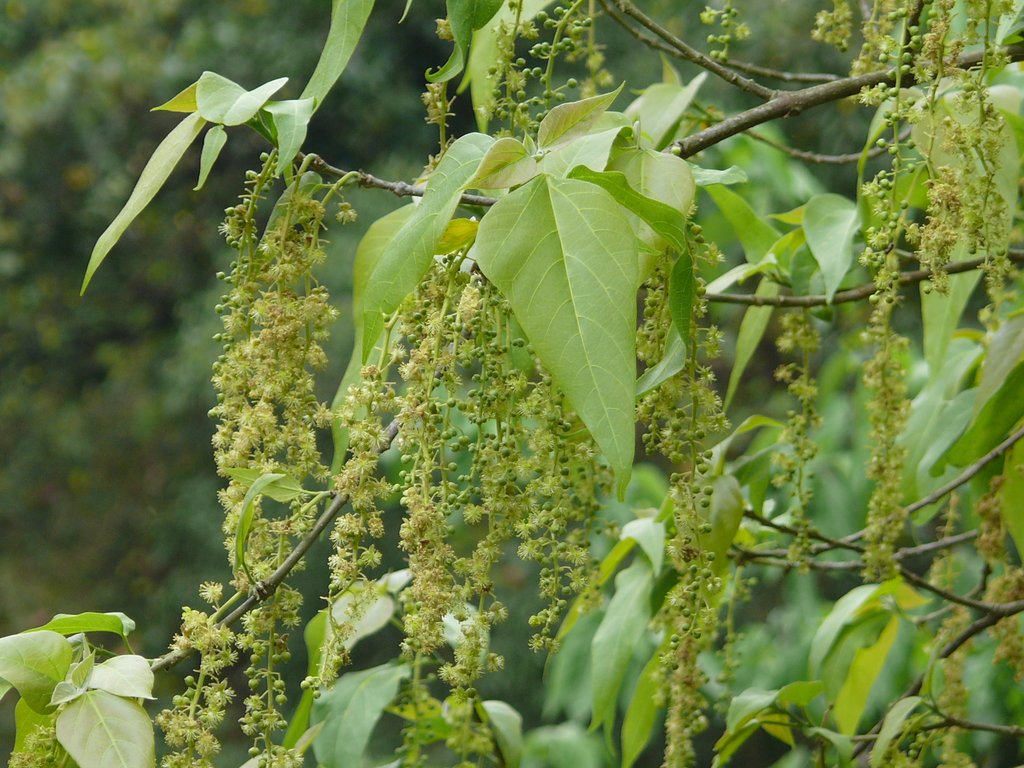 /wp-content/uploads/2020/10/Trewia%20nudiflora-Syn%20Mallotus%20nudiflorus-Jim%20Corbett%20Waterfall-Uttarakhand-P1190271.JPG