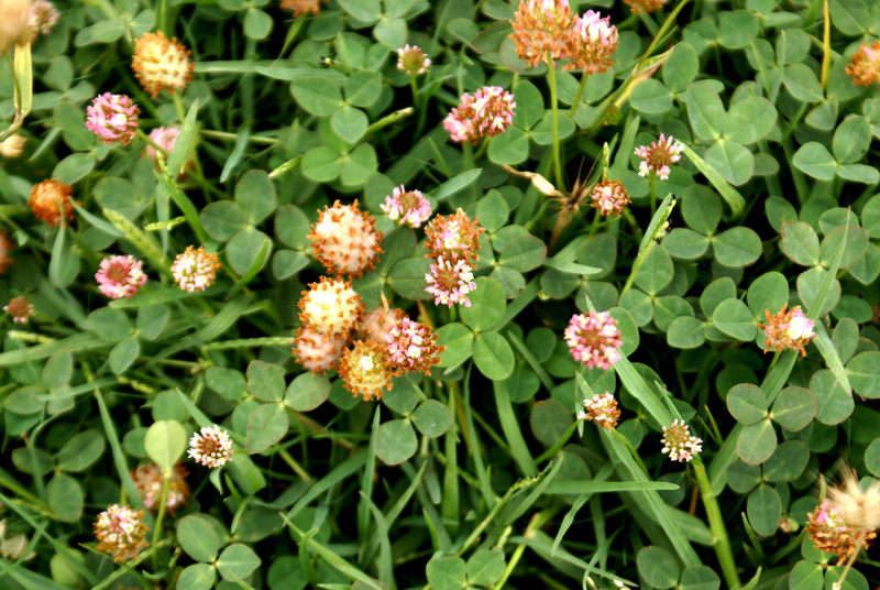 /wp-content/uploads/2020/10/Trifolium-fragiferum-Hazuribagh-Kashmir-1.jpg
