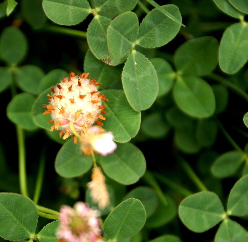 /wp-content/uploads/2020/10/Trifolium-fragiferum-Hazuribagh-Kashmir-2-6.jpg