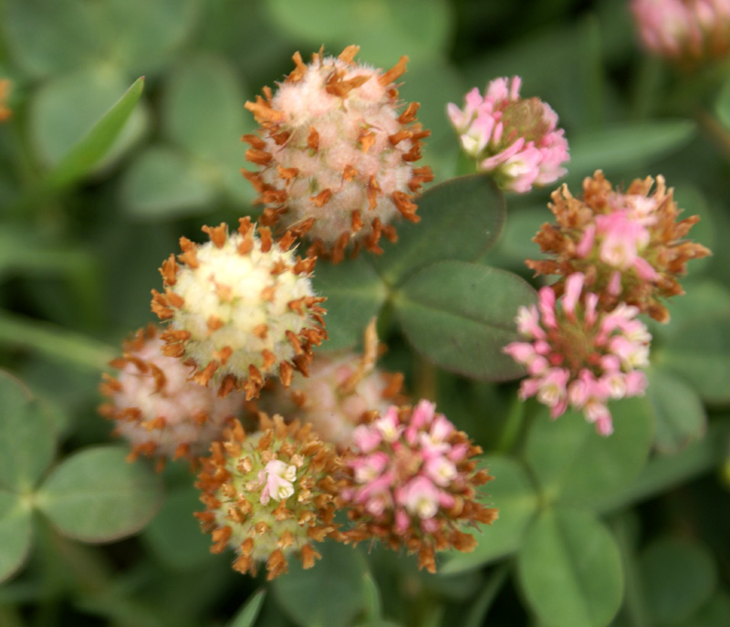 /wp-content/uploads/2020/10/Trifolium-fragiferum-Hazuribagh-Kashmir-3-3.jpg