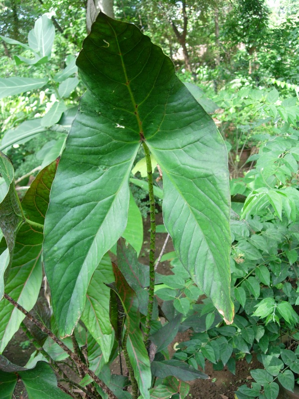 /wp-content/uploads/2020/10/Urospatha%20sagittifolia-Araceae-Jijamata%20Udyan-Mumbai-DSCN4110.JPG