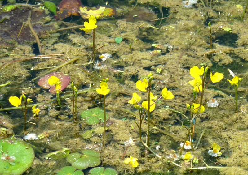 /wp-content/uploads/2020/10/Utricularia-australis-Botanical%20garden-Kashmir-1-P1100661.jpg
