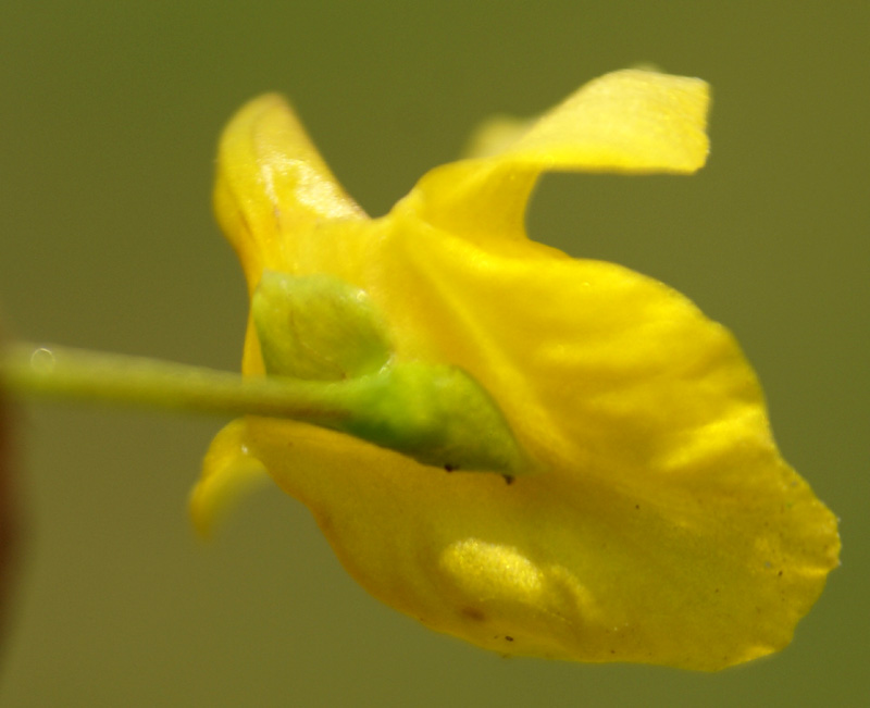 /wp-content/uploads/2020/10/Utricularia-australis-Botanical%20garden-Kashmir-3-DSC03804.jpg