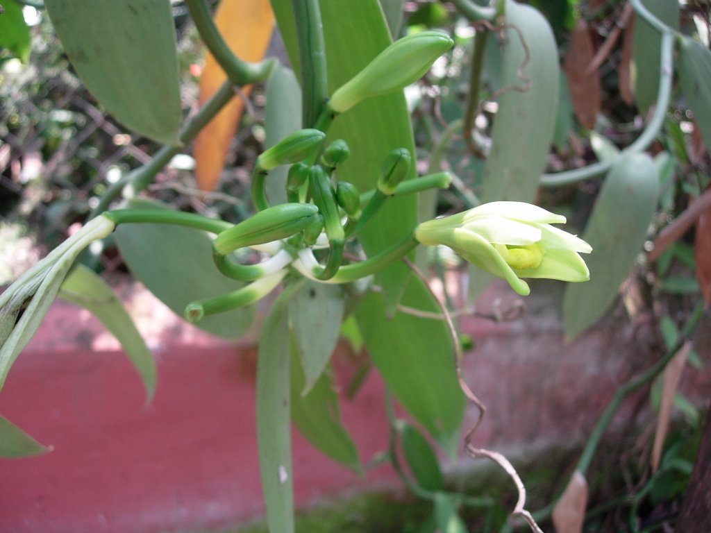 /wp-content/uploads/2020/10/Vanilla%20planifolia-Mumbai-DSCN5150.JPG